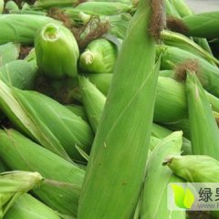 2017合浦准备有花糯和白穤玉米上市