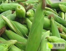 2017合浦准备有花糯和白穤玉米上市