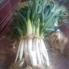 莱城芽葱大葱 芽葱质量好，价格稳定