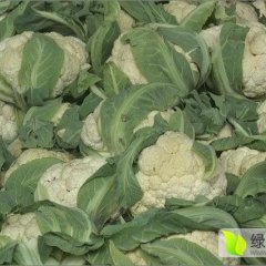 河南省周口市西华县红花镇菜花