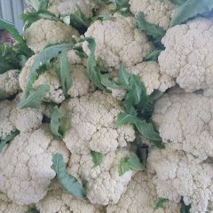 2017虞城菜花青梗白面，松散度适中