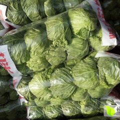 曲周甘蓝大量上市了，质量好