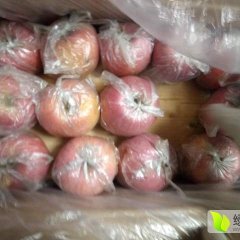 山东冷库储存苹果开始大量出售