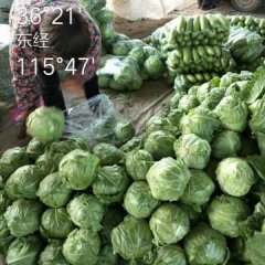 山东东昌府春玉甘蓝价格适宜