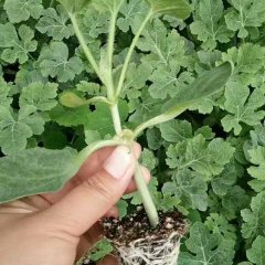 山东昌乐大果双星西瓜种子