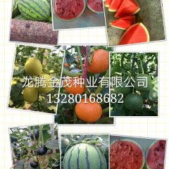 2017昌乐南瓜今年价格有看点