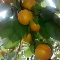 产地温棚杏红太阳杏，金太阳杏