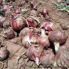 西昌洋葱以上市了红葱