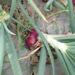 大邑安仁红皮洋葱，等待你的光临