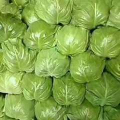 饶阳甘蓝质量好果型周正