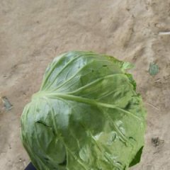 单县这里的甘蓝已经大量上市