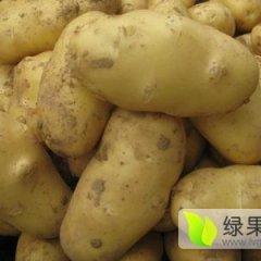 滕州界河李传家5月荷兰十五土豆