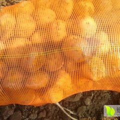 吉林公主岭有大量得延暑四麻皮黄心土豆