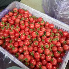 2017莘县圣女果 千禧大量上市