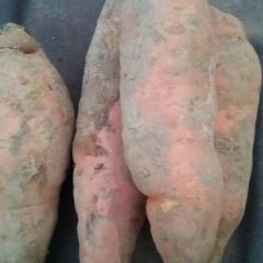 安次出售烟薯25，该品种口感细腻