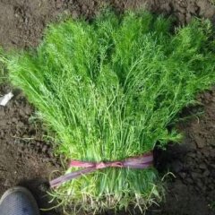 曲周县，茴香苗上市  现在茴香苗质量好