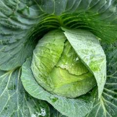 嘉鱼潘家胡晶1月平包甘蓝