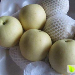 河北辛集大量皇冠梨出库