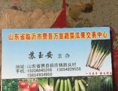2017费县市场供应大量西葫芦