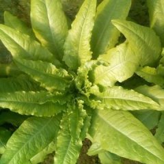 昌乐尧沟3月尖叶青皮绿肉莴苣 叶稀皮薄