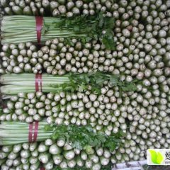 中牟芹菜长势旺盛,310国刘元元诚信合作