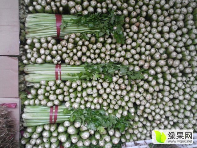 2017年河南中牟皇妃芹菜价格