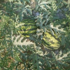 云南勐腊西瓜 需要收购甜王的联系我