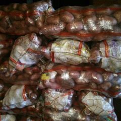 荷兰十五  冀张薯十二