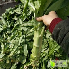 青州黄楼王永3月尖叶莴笋莴苣