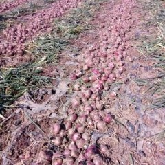 西昌洋葱 紫红，黄葱，白葱