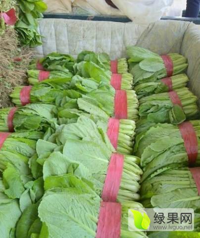 2019年河北永年小白菜价格