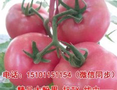 荷兰粉霸番茄种子-抗TY/抗线虫