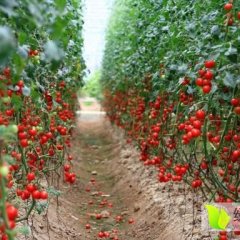 寒亭西红柿火爆招商中