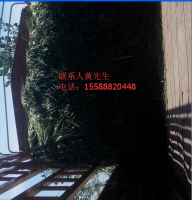 商河蒜薹上市期为5月1号到5月10号左右