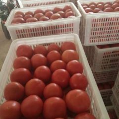 山东郯城硬粉西红柿火热上市