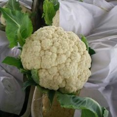 郯城红花刘西虎3月雪玉菜花