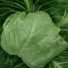 郯城甘蓝著名品种,红花刘西虎诚信合作