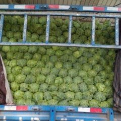 郯城甘蓝上货量大红花刘西虎诚信合作