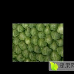 郯城刘西虎甘蓝绿色无公害红花诚信合作