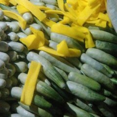 山东莘县魏庄镇4月前后甜瓜己成熟