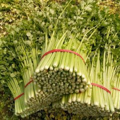 铜山皇妃芹菜大量上市了，质量上佳