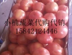 东北三省最大的西红柿主产基地
