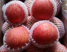 大荔苹果 水果品种特别多