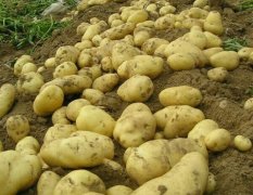 肥城地区30余万亩土豆白菜