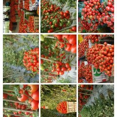 广西田阳县，盛产罗拉串果