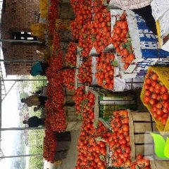 田阳县黄云翔1月罗拉串果西红柿