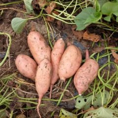 山东省邹城市兴丰地瓜种植专业社