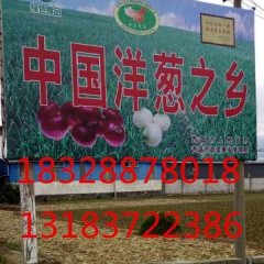 四川西昌是优质蔬菜生产基地 洋葱质量上乘