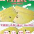 一枚可以快递的西瓜——仁风富硒西瓜3月上市