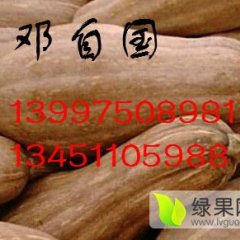 湖北嘉鱼邓自国本人有多年代办经验  早熟南瓜